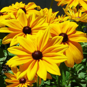 Black-Eyed Susan